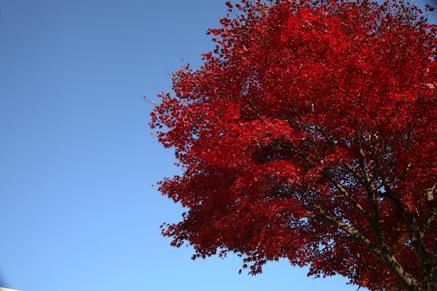 중부대 단풍 사진5