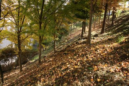 중부대 가을 사진5