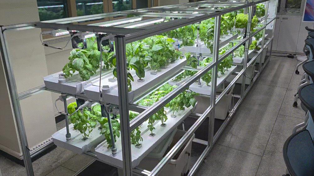 스마트팜 수경재배실 사진3