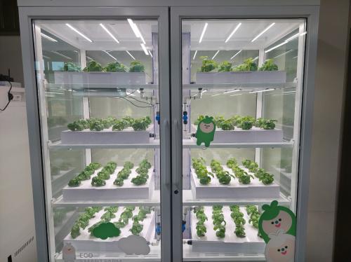 학생들과 스위트 바질을 심었어요!