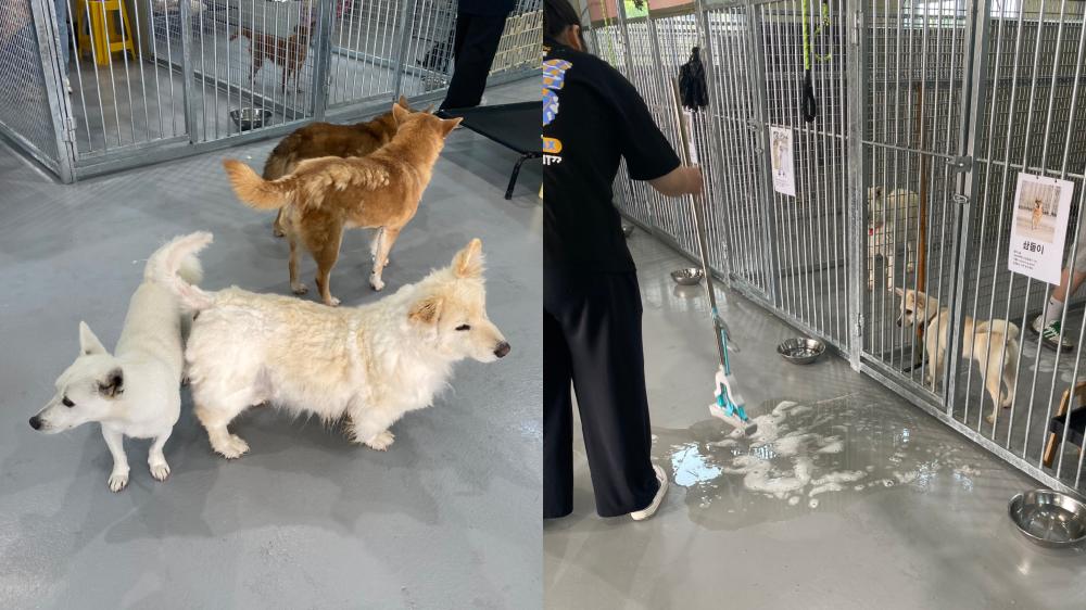 반려동물보건학과 2025-1학기 유기견 보호소 봉사 활동 사진3